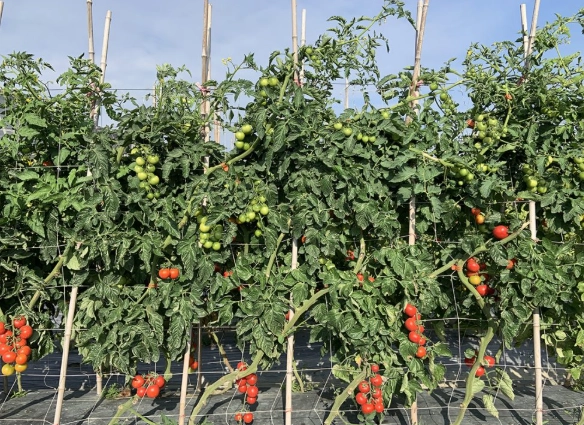 台灣蕃茄種植
