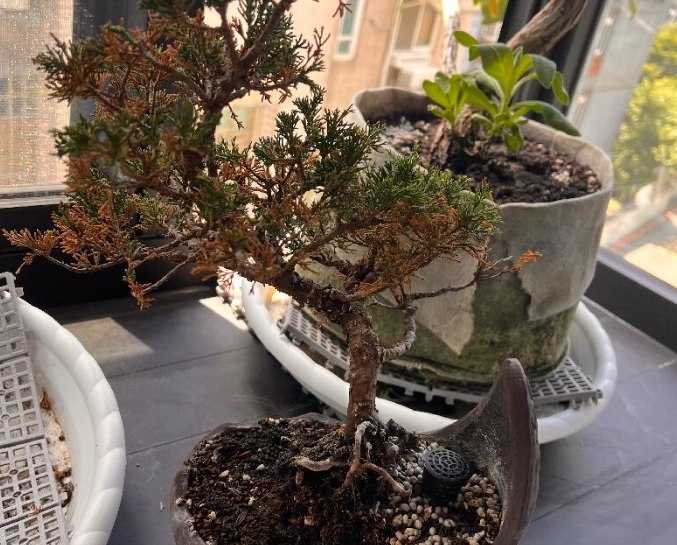 真柏葉子變黃原因 真柏葉子變黃原因