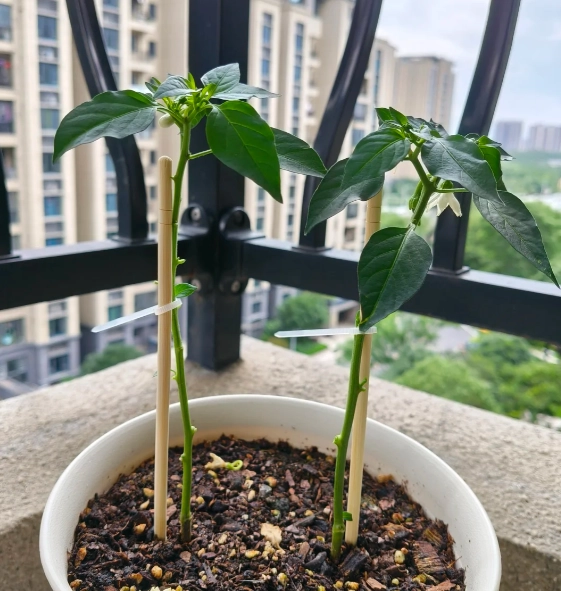 辣椒摘心方法 辣椒摘心方法