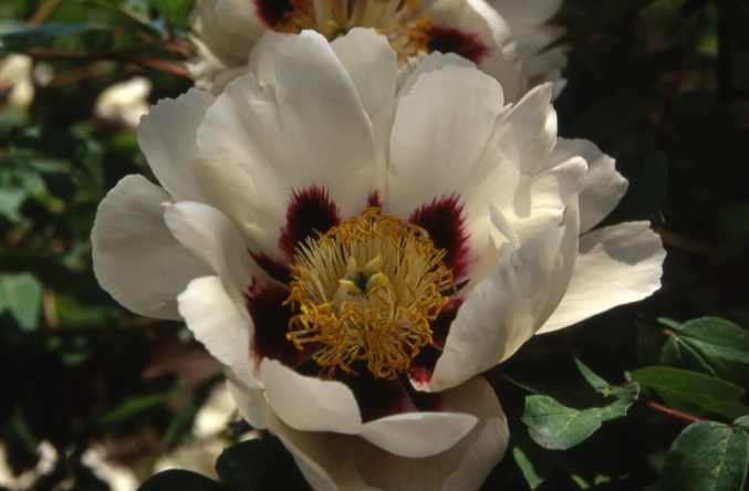 大型室內植物推薦 大型室內植物推薦