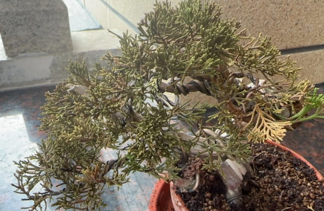 真柏枯黃救治 真柏枯黃救治