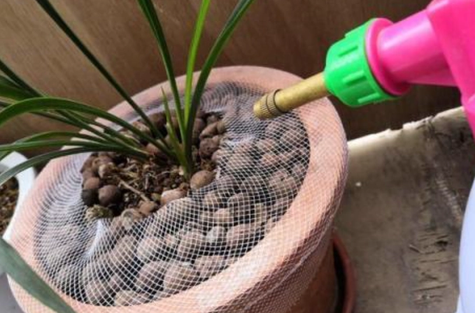 蘭花盆栽澆水方法 蘭花盆栽澆水方法