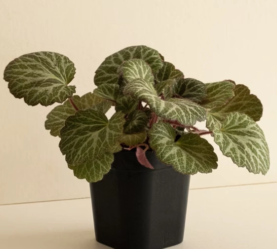 地被植物選擇 地被植物選擇