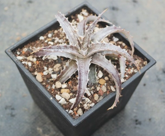 沙漠鳳梨澆水技巧 沙漠鳳梨澆水技巧