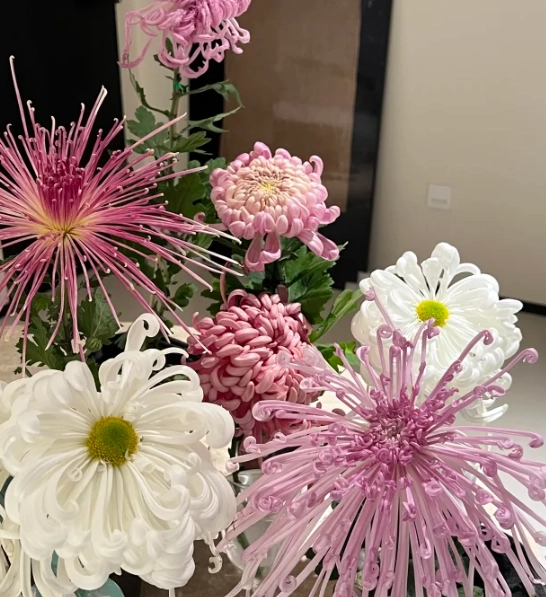 菊花人生態度 菊花人生態度