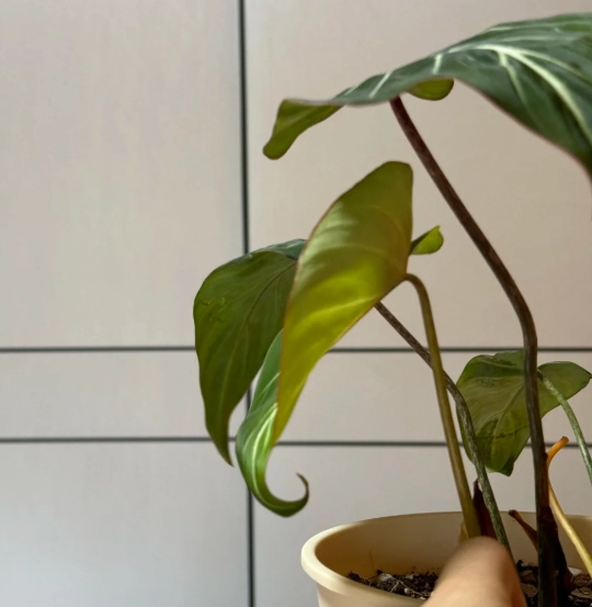 植物葉子捲起來處理 植物葉子捲起來處理