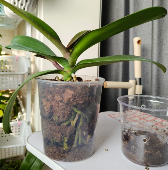 蘭花換盆注意事項