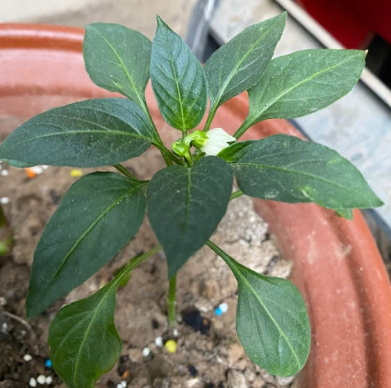 辣椒摘心好處 辣椒摘心好處