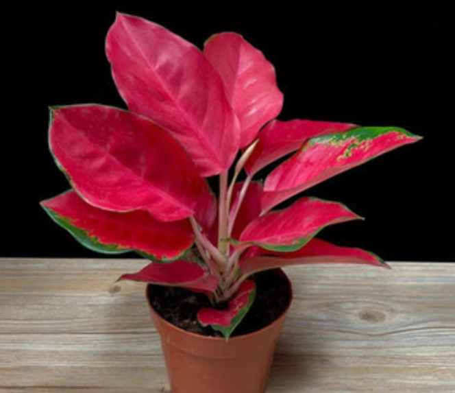 紅色植物養護 紅色植物養護