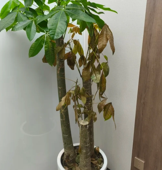 盆栽枯萎原因 盆栽枯萎原因