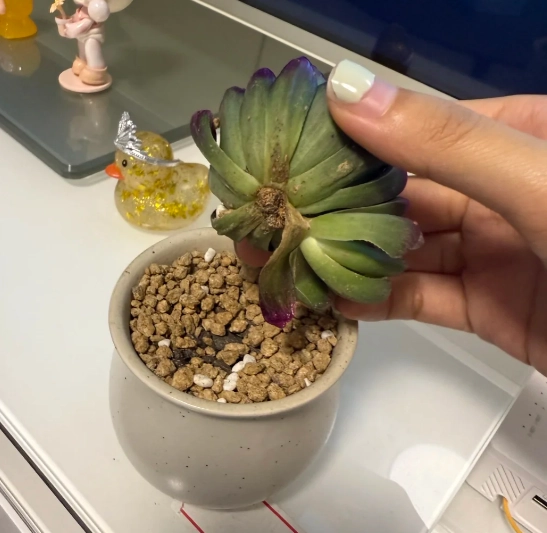 多肉植物根部問題