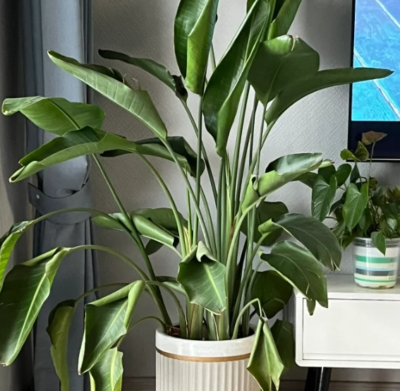 植物葉子捲曲 植物葉子捲曲