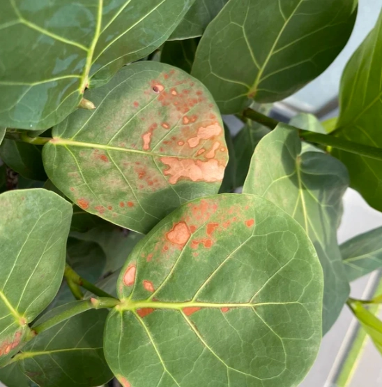 海葡萄病害防治