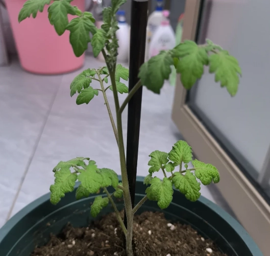 番茄種植技巧 番茄種植技巧