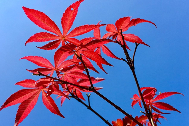紅色植物養護 紅色植物養護