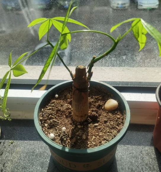 發財樹修剪方法