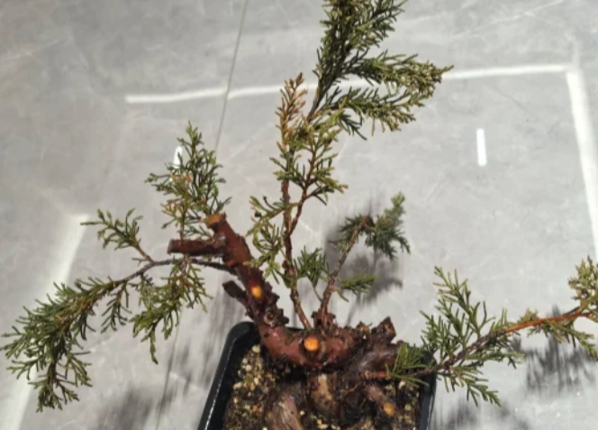 真柏病虫害處理 真柏病虫害處理