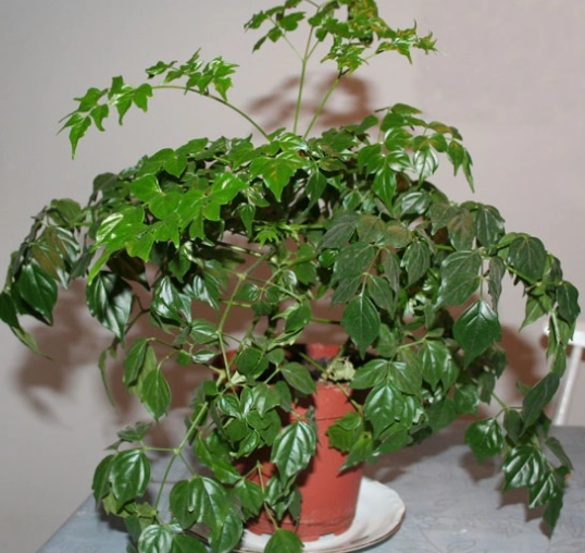 盆栽澆水方法 盆栽澆水方法