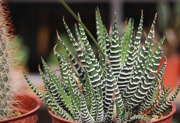 多肉植物品种名称