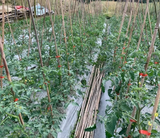 蕃茄栽培方法