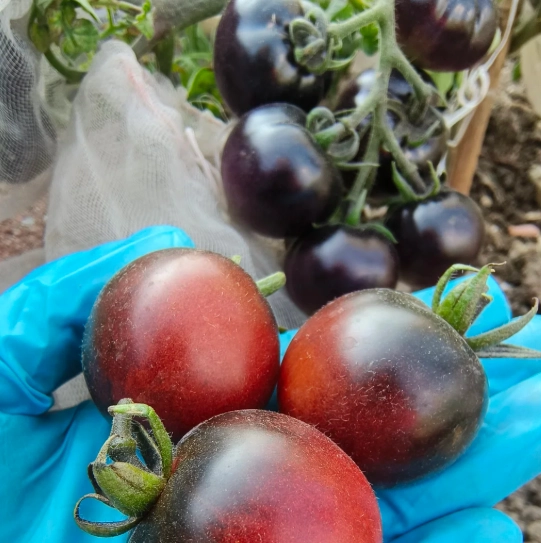 黑柿番茄種植時間