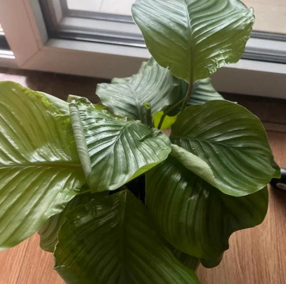 葉子捲曲原因 葉子捲曲原因