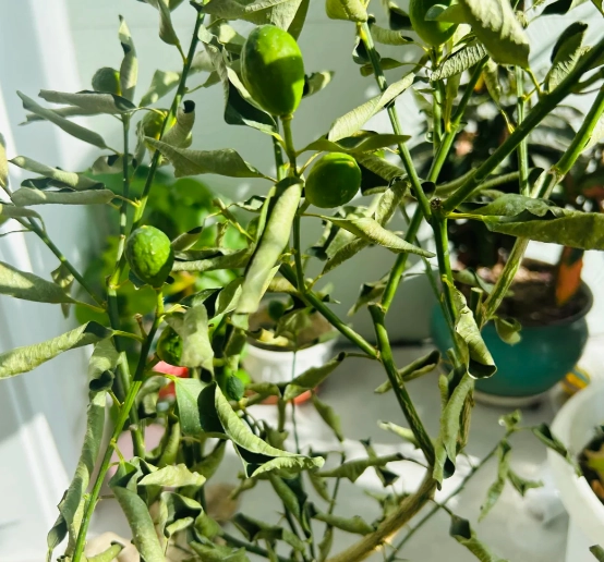 植物葉子捲曲 植物葉子捲曲