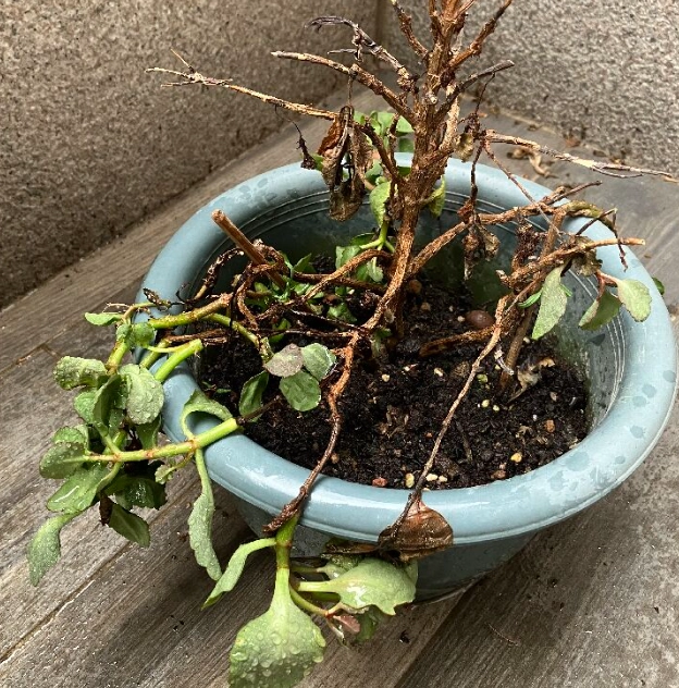 植物枯萎解決方法