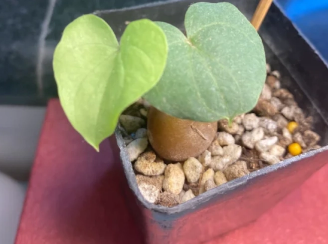 塊根葉子變黃原因