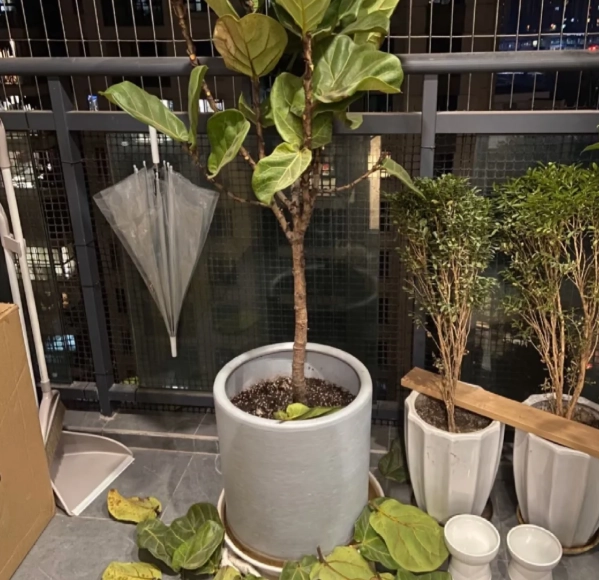 植物掉葉子原因