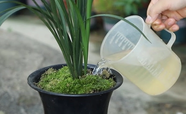 盆栽蘭花養護 盆栽蘭花養護