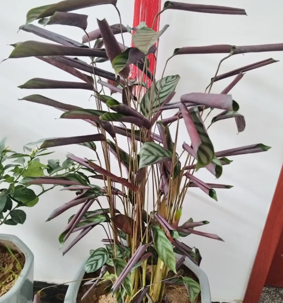 植物葉子捲曲原因 植物葉子捲曲原因