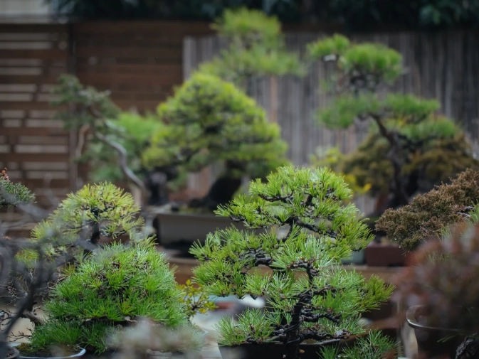 真柏冬季養護 真柏冬季養護