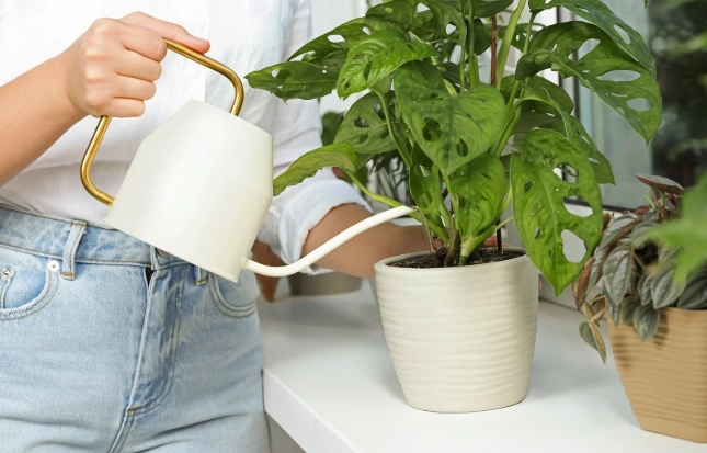 植物澆水溫度 植物澆水溫度