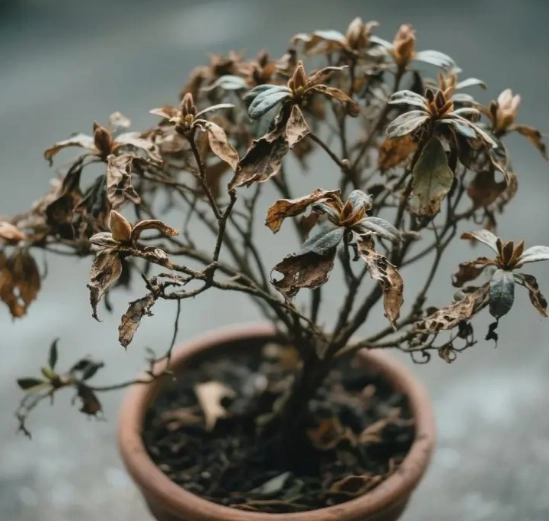 植物枯黃怎麼辦