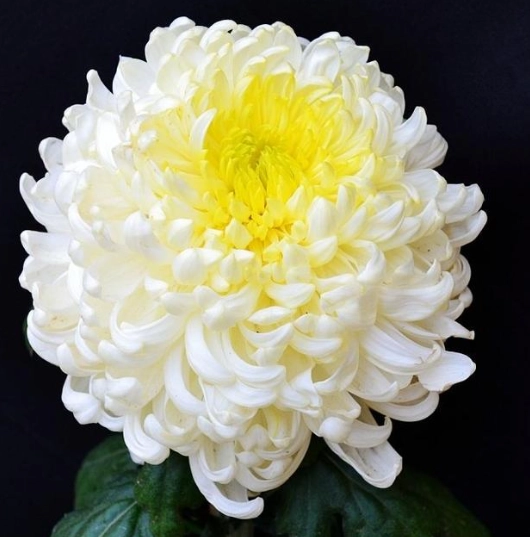 菊花花語 菊花花語