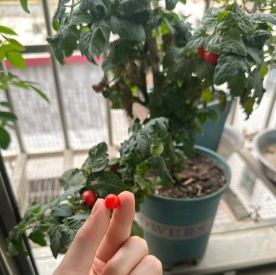 番茄生長問題解決 番茄生長問題解決