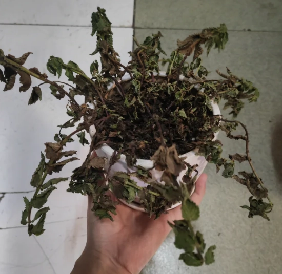 植物枯黃怎麼辦 植物枯黃怎麼辦