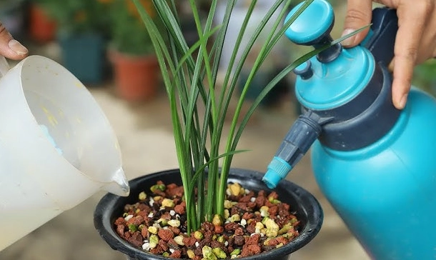 蘭花澆水頻率 蘭花澆水頻率