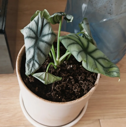 植物葉子捲起來