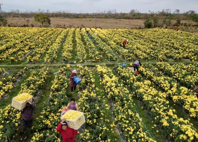菊花病蟲害防治