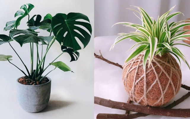 室內耐陰植物推薦