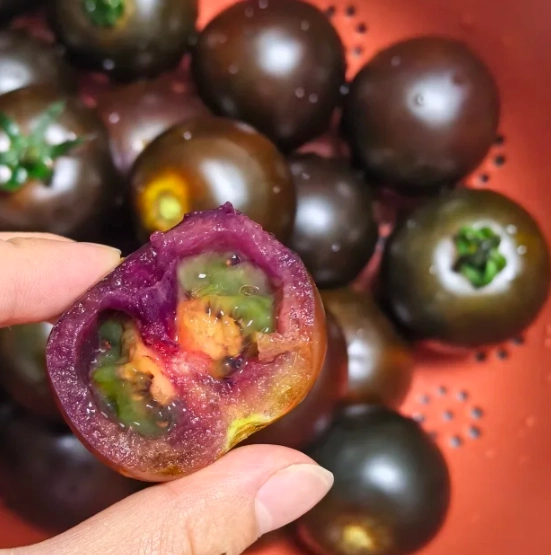 黑柿番茄種植時間