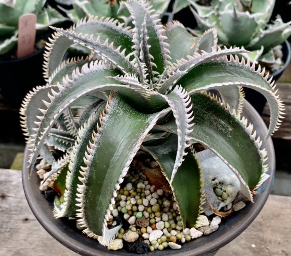 沙漠鳳梨病虫害防治 沙漠鳳梨病虫害防治