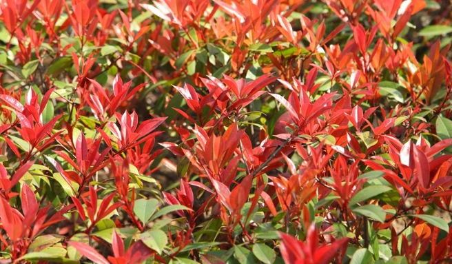 紅色植物種類 紅色植物種類