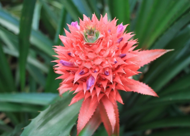 觀賞鳳梨養護 觀賞鳳梨養護