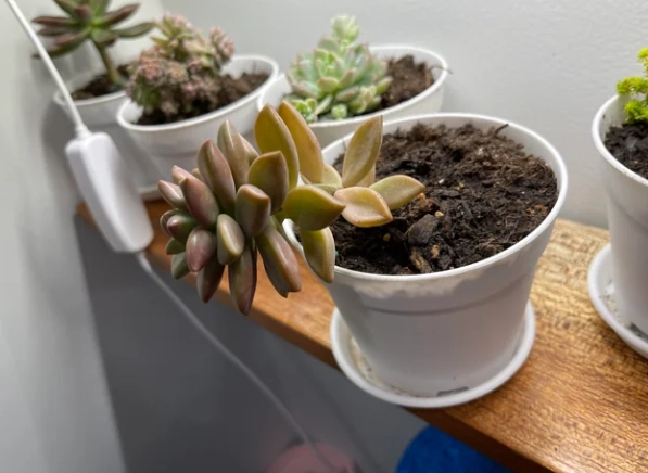 多肉倒了拯救方法 多肉倒了拯救方法