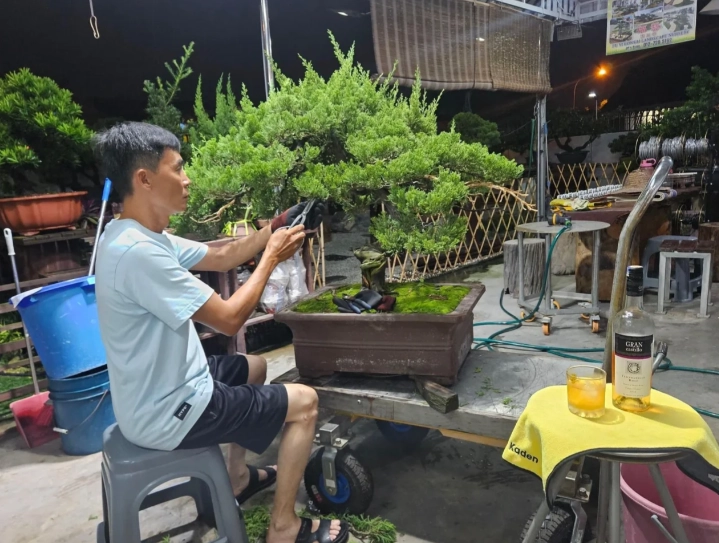 真柏樹修剪方法