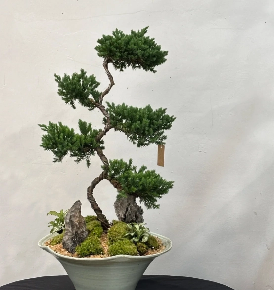 松柏盆栽養護方法