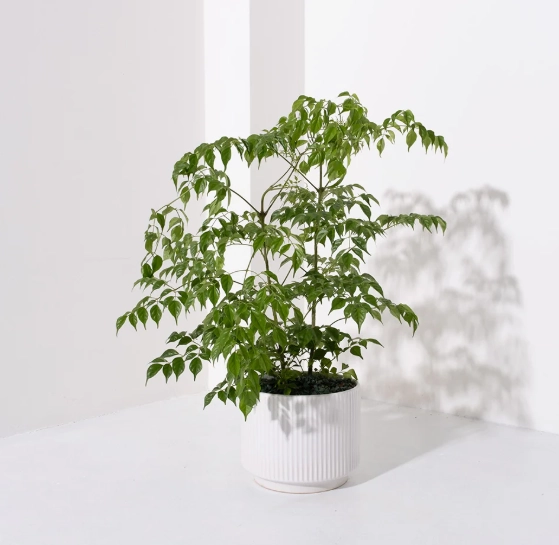 盆栽澆水方法 盆栽澆水方法